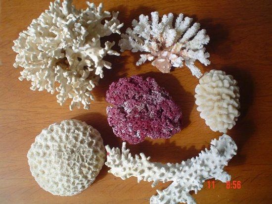 Museu e Aquário Marinho de Bombinhas